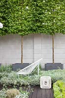Modern garden with potted trees, Acer campestre, Euphorbia Silver Swan, Convulvulus cneorum, Galium odoratum 