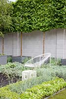 Modern garden with potted trees, Acer campestre, Euphorbia Silver Swan, Convulvulus cneorum, Galium odoratum 