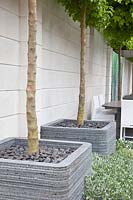 Modern roof garden with potted trees, Acer campestre 