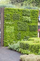 Plant wall of herbs, thyme, oregano, lavandula, fragaria 