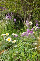 Bed with peony and meadow rue, Paeonia; Thalictrum Black Stockings 