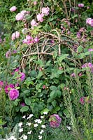 Roses growing on willow balls, Rosa Reine Victoria, Rosa Reine des Violettes 