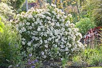 Portrait of Orange Blossom, Choisya ternata Aztec Pearl 