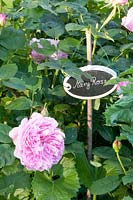 Plant label with rose, Rosa Mary Rose 
