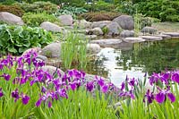 Pond bank with Japanese iris, Iris ensata 