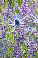 Portrait of lavender and thistle, Lavandula angustifolia Silver Blue, Eryngium zabelii Jos Eijking 