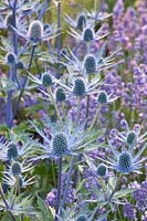 Portrait of thistle, Eryngium zabelii Jos Eijking 