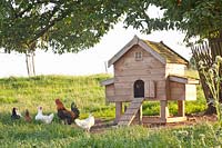 Chicken house with chickens and rooster 