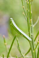 Caterpillar of the Aurora butterfly on the night violet forage plant, Anthocharis cardamines 