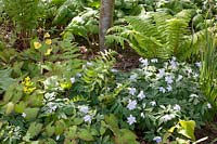 Ground cover in the shade, Anemone nemorosa Robinsoniana, Epimedium 