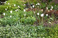 Bed with ground cover, Pulmonaria Sissinghurst White, Tulipa White Triumphator 