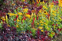 Colorful bedding, Celosia, Coleus, Rudbeckia 