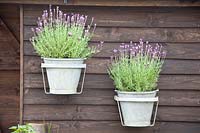 Lavender pots at the garden house, Lavandula stoechas 