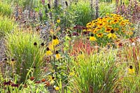 Bed with prairie plants, Rudbeckia paradoxa, Imperata cylindrica Red Baron, Panicum virgatum Rehbraun, Lysimachia ciliata Firecracker, Lupinus My Castle 