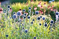 Globe thistle and coneflower, Echinops ritro Veitch's Blue, Echinacea 