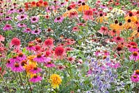 Portrait Coneflower, Echinacea Luxury Orange, Echinacea Orange Passion, Echinacea Summer Samba, Echinacea Southern Belle,Echinacea Red Knee High,Echinacea Marmalade, Eryngium planum Jade Frost 