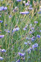 Flower meadow by Rieger-Hofmann, Centaurea 