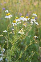 Flower meadow by Rieger-Hofmann, Anthemis arvensis 