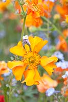 Portrait of Geum chiloense Fireball 