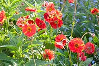 Portrait of Geum Red Wings 