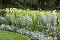 Small Bed,Stachys byzantina Cotton Ball,Artemisia ludoviciana Silver Queen,Echium vulgare White Bedder 