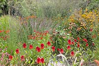 Prairie bed, Echinacea Hot Papaya, Helenium Red Juwel, Helenium Sahin's Early Flowerer, Molinia caerulea Edith Dudzus 