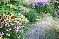 Coneflower, Echinacea purpurea, Echinacea purpurea Green Edge, Aralia californica, Poa labillardieri, Phlox paniculata Hesperis 