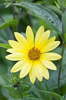 Portrait Sunflower, Helianthus microcephalus Lemon Queen 