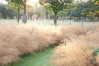 Hairgrass, Deschampsia cespitosa Goldtau 