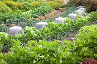 Bed with lettuce, chives, celery, marigolds, Lactuca sativa, Allium schoenoprasum, Apium, Tagetes tenuifolia 