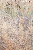 Seed head of coneflower and dewdrop grass, Sporobolus heterolepis 