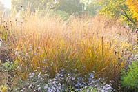 Switchgrass, Panicum virgatum Shenandoah, Aster 