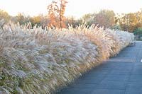 Grasses in November, Miscanthus sinensis 