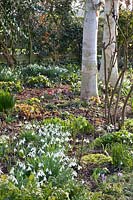Woodland garden in spring, Eranthis hyemalis, Galanthus, Helleborus orientalis, Betula utilis 