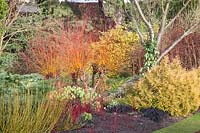 Bed in winter, Prunus davidiana Alba, Erica carnea, Cornus alba Sibirica, Cornus stolonifera Flaviramea, Salix alba Chermesina, Erica erigena Brightness, Carex montana 