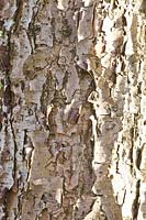 Bark Mongolian birch, Betula davurica 