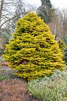 Golden-leaved fir, Abies nordmannia Golden Spreader 