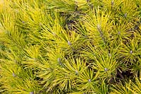 Yellow-leaved dwarf pine, Pinus mugo Carsten's Wintergold 