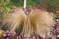 Grasses in winter, Chionochloa rubra, Bergenia Bressingham Ruby, Cornus alba Sibirica 