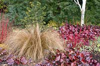 Grasses in winter, Chionochloa rubra, Bergenia Bressingham Ruby, Cornus alba Sibirica 