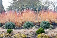 Garden in winter,Betula,Cornus sanguinea Midwinter Fire,Carex dipsacea,Picea sitchensis Papoose, Pinus heldreichii Schmidtii 