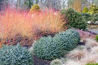 Garden in winter,Cornus sanguinea Midwinter Fire,Carex dipsacea,Picea sitchensis Papoose,Sequoia sempervirens Adpressa 