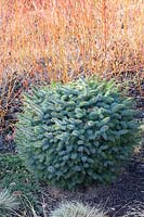 Garden in winter, Cornus sanguinea Midwinter Fire, Picea sitchensis Papoose 