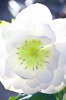 Flower of the Lenten rose, Helleborus orientalis 