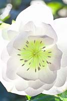 Flower of the Lenten rose, Helleborus orientalis 