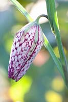 Closed flower of the checkered lily, Fritillaria meleagris 