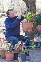 Garden owner, Wilko Karmelk pollinates Helleborus orientalis 