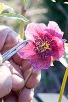 Lenten rose, Helleborus orientalis 