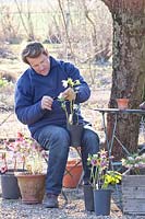 Garden owner, Wilko Karmelk pollinates Helleborus orientalis 