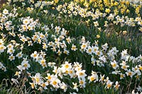 Daffodils, Narcissus Flower Record 